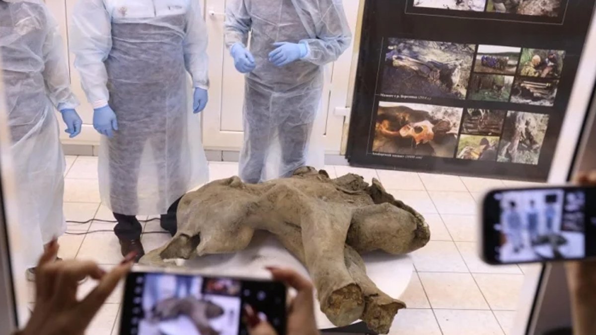 Yakutistan'da 50 bin yıllık yavru mamut fosili bulundu