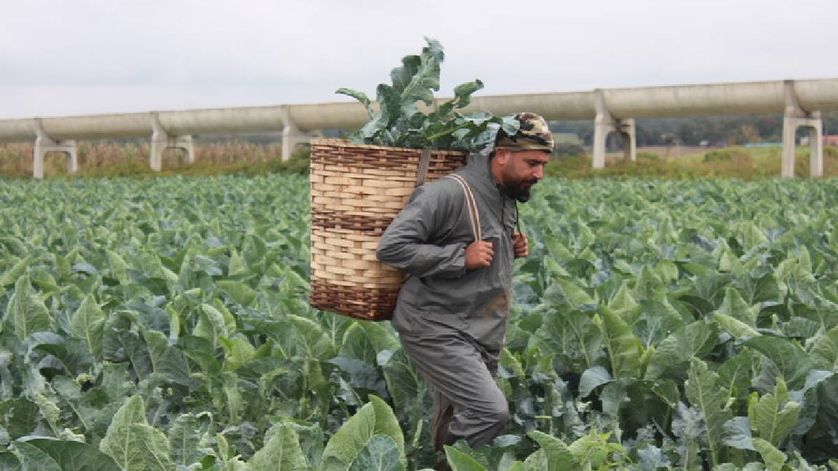 Samsun’da yeşil altın hasadı başladı! Kilosu 100 TL’den satılıyor, talep çok olsada ürün az kalıyor!