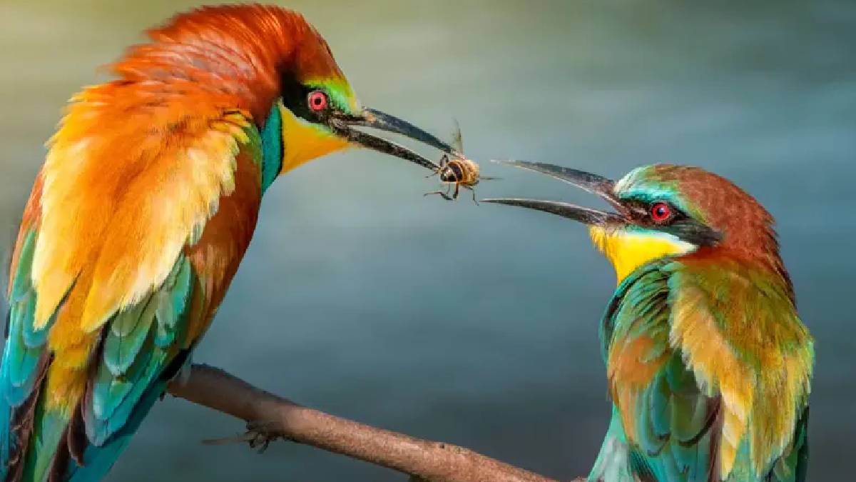 Bilimsel araştırma: Hayvanlar da hediyeleşiyor