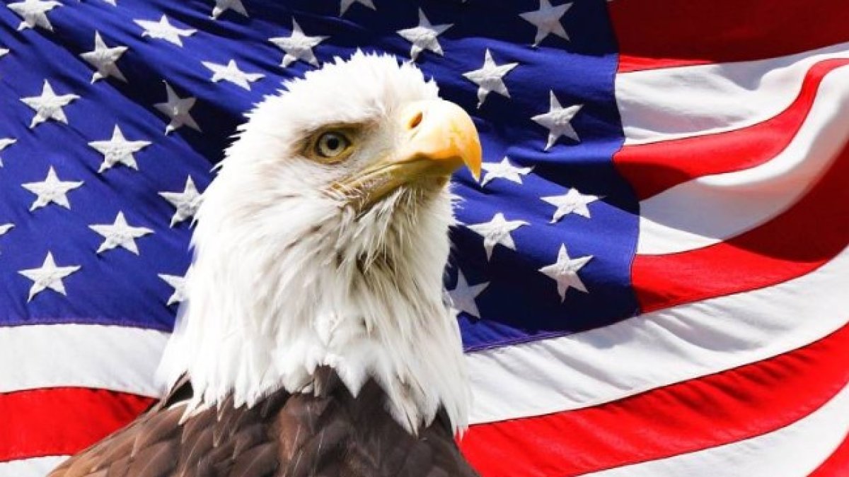 ABD'de kel kartal, ulusal kuş olarak tanındı: 'Güç' ve 'kudret' anlamı taşıyor