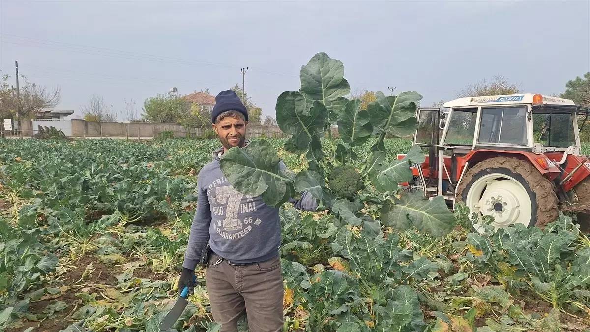 Ağustos’ta ekiliyor Kasım’da toplanıyor! Tüm Karadeniz’e buradan gidiyor: Tarlada 100 TL markette 140 TL’ye satılıyor