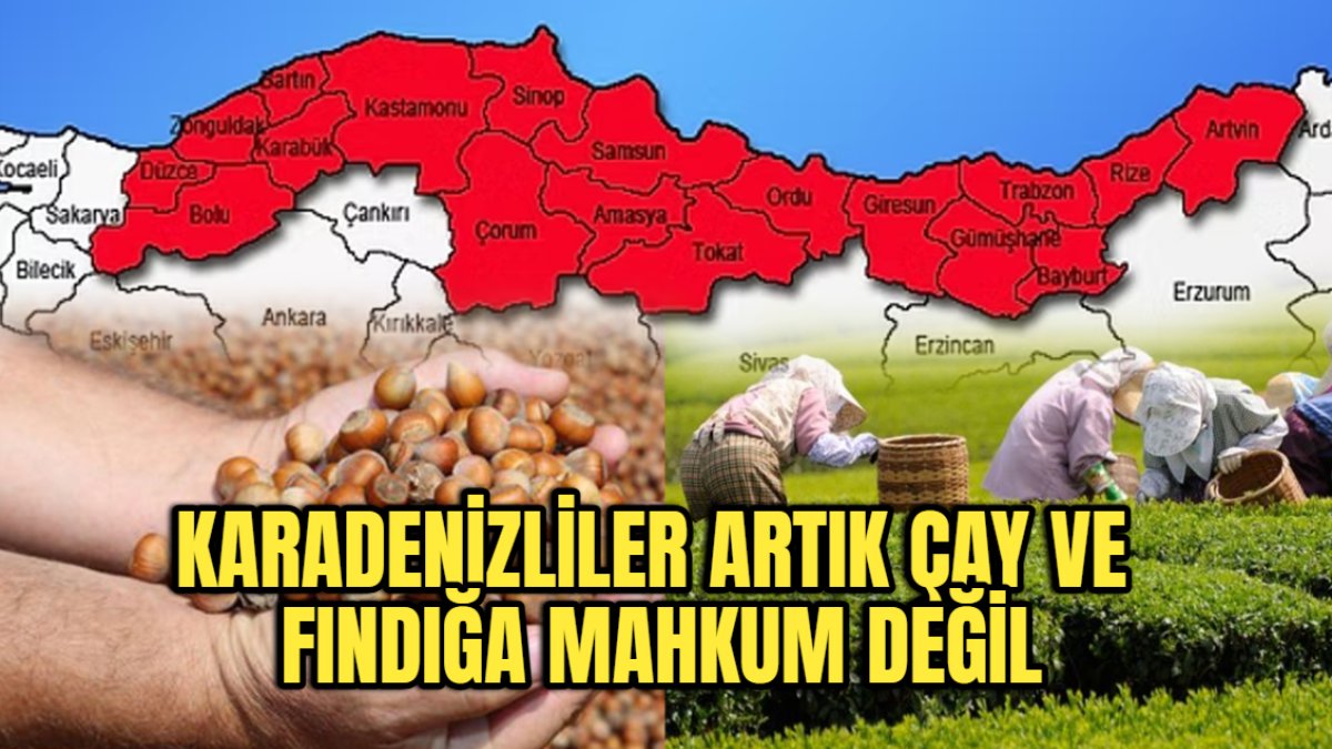 Karadeniz'de öyle bir şey bulundu ki... Artık Karadenizliler çay ve fındığa mahkum değil