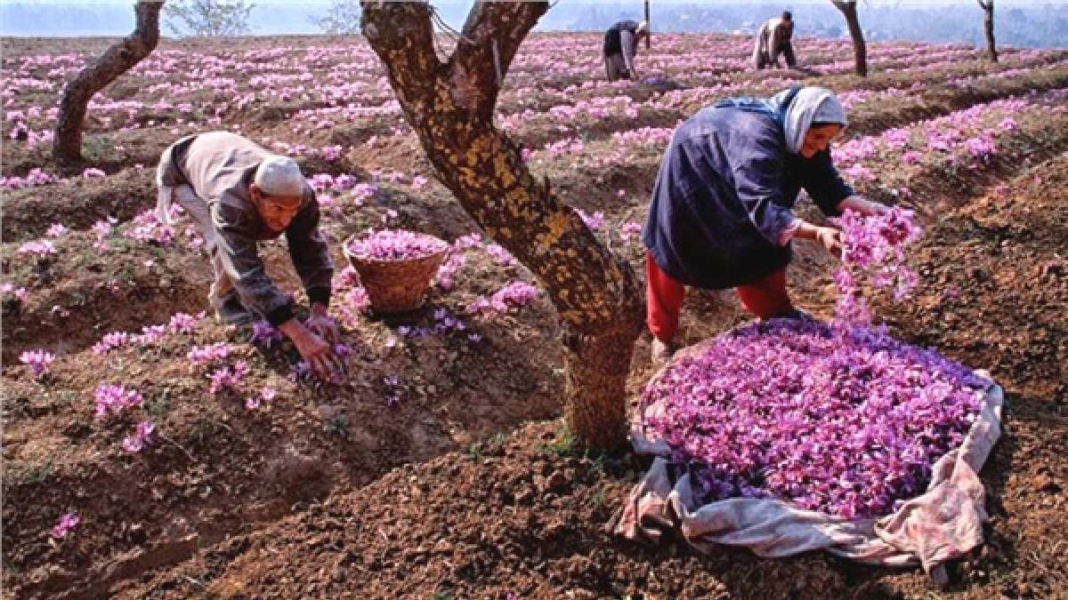 Gram gram toplanıyor milyonlara satılıyor! 1 kilosu 16 gram altın değerinde… Hasadı yapıldı üretici kazandı