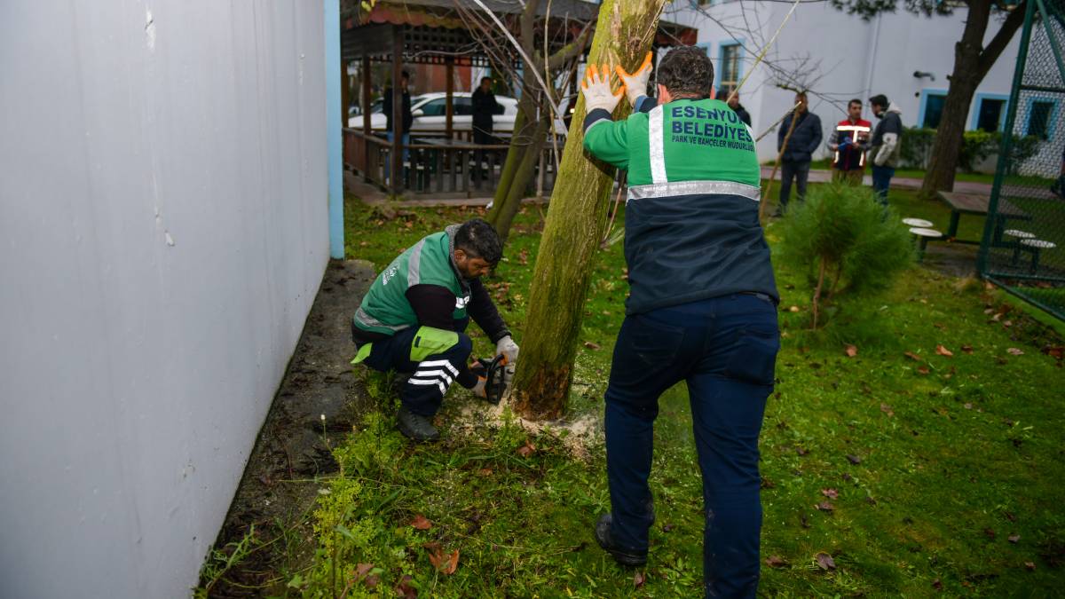 Hastalıklı ağaçların yerini sağlıklı ağaçlar alıyor