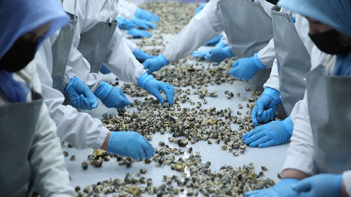 Türkiye’de herkes burun kıvırıyor, Avrupa’da yok satıyor! Görüntüsü iğrenç olsa da ekonominin nabzını tutuyor