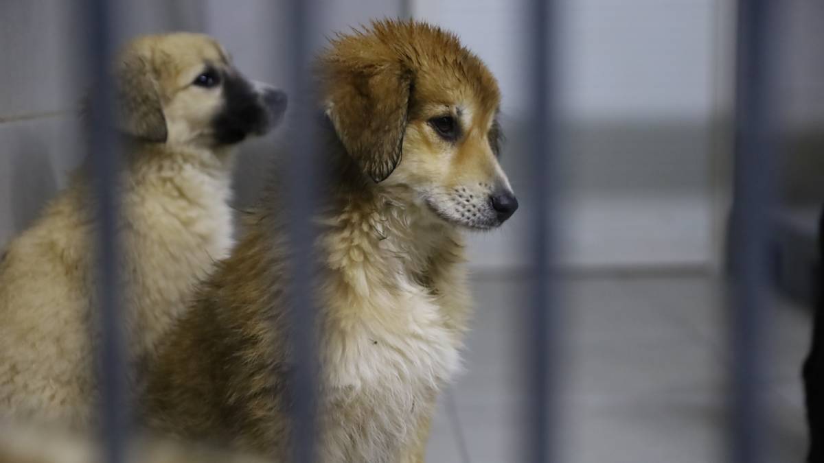 Bursa'da can dostlar yeni yuvalarına kavuşuyor