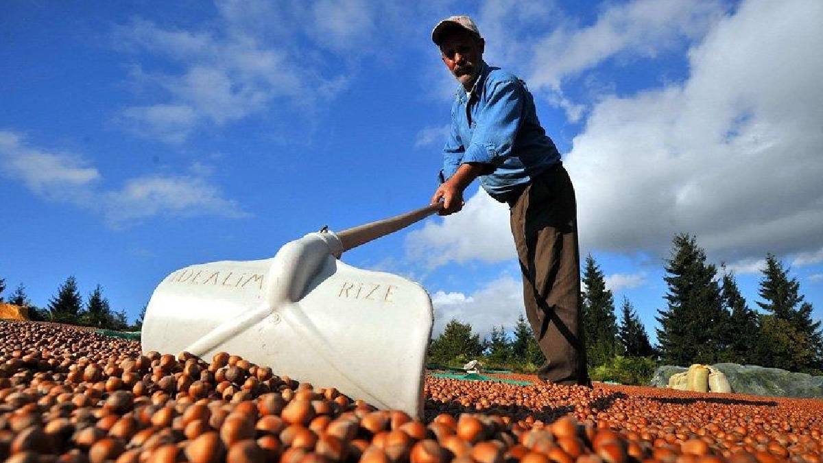 Fındık üreticilerinin o derdi bitiyor! Hem masraf düşüyor hem hasat kolaylaşıyor: Çalışmalarda sona gelindi