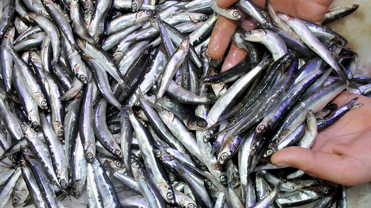 Avrupa'nın Türk hamsi sevdası: 7,4 milyon dolara ulaştı! Türkiye'nin hamsi ihracatı zirveye koşuyor