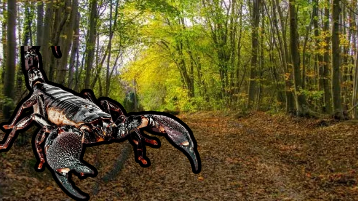 İstanbul'da şok! Eşi benzeri görülmemiş akrepler ortaya çıktı: Toprak altında gizleniyorlarmış