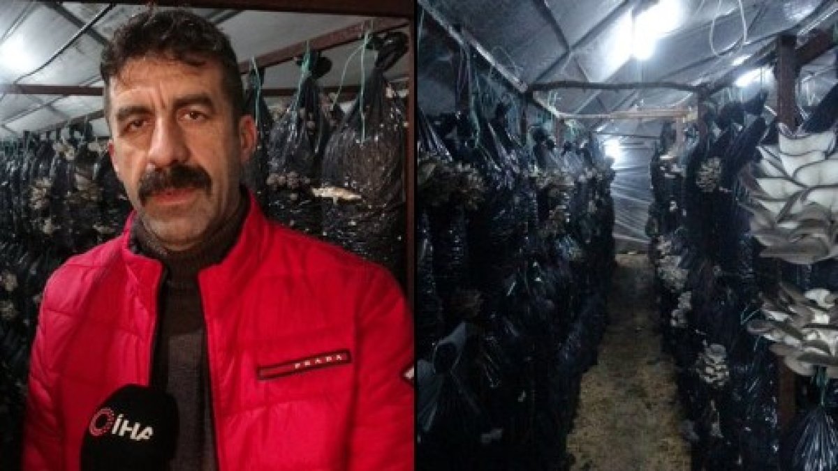 Malatya’da 800 metrekarelik serada istiridye mantarı üretiyor: Aylık 660 bin lira kazanıyor