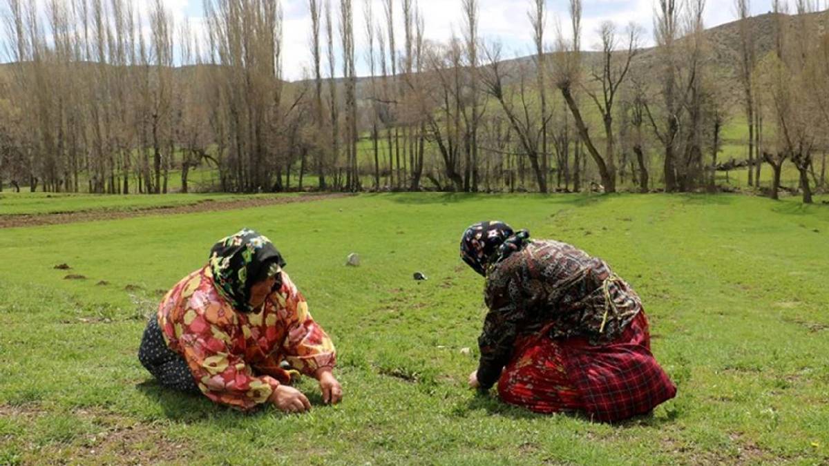 İç Anadolu’nun sakladığı şifa! Yazın 100 TL'ye pahalı diyen kışın 500 TL ödüyor! Şifası ise yok sattırıyor