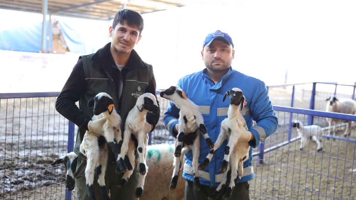 Sevimli yavrular çiftliğin maskotu oldu