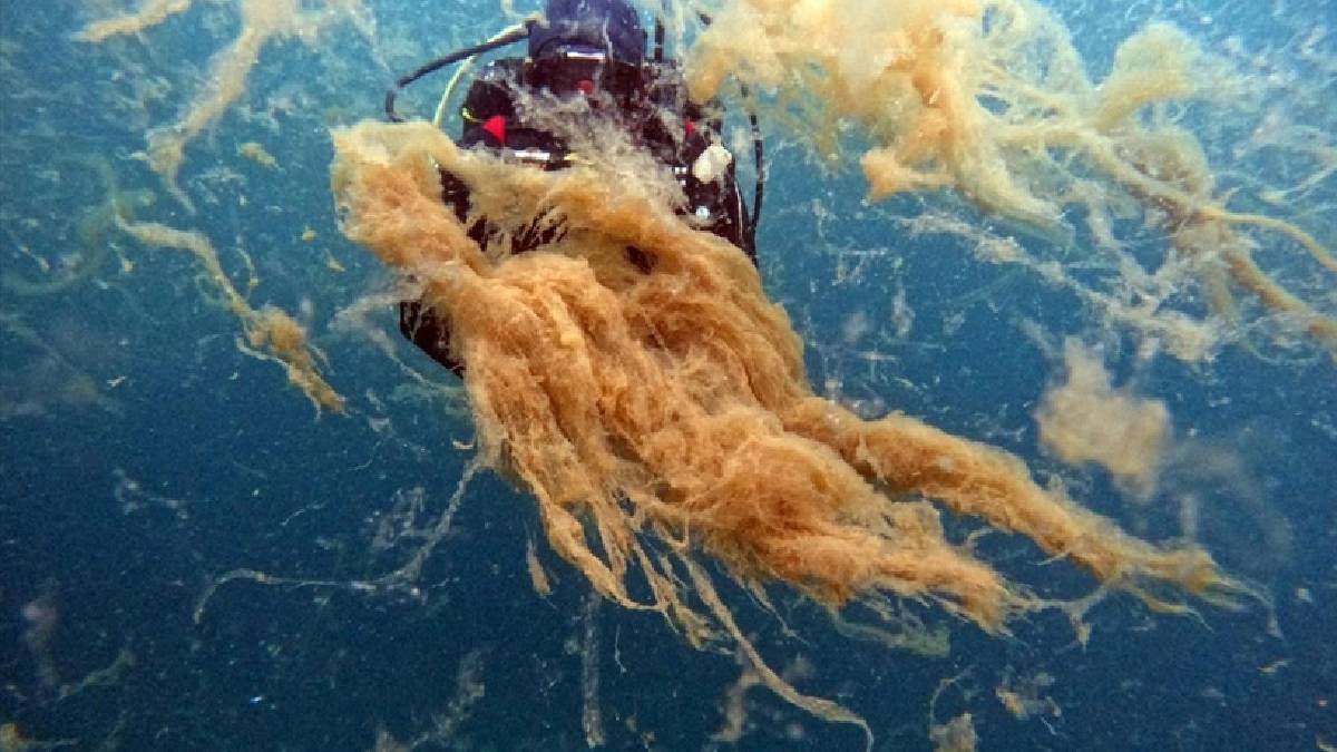 Marmara Denizi'nin canavarı insan boyuna ulaştı! Felaketin nedeni İstanbul: Kabus yeniden başlıyor