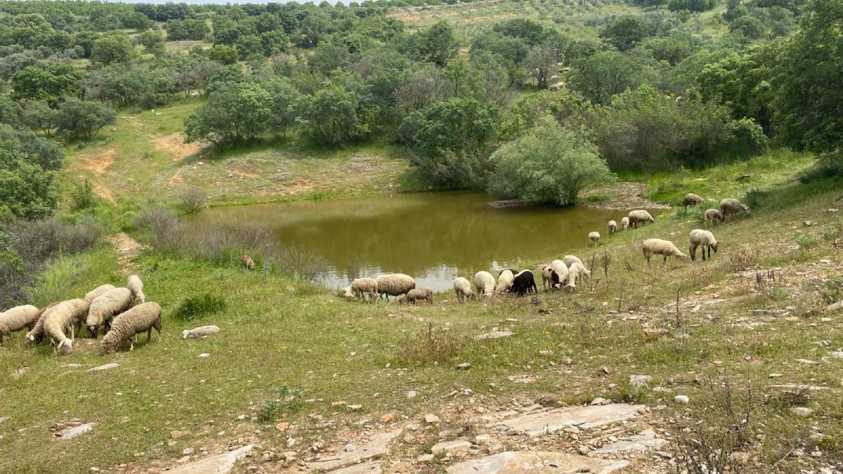 Zeyrek: “Tarım ve hayvancılıkta desteklerimiz artarak sürecek”