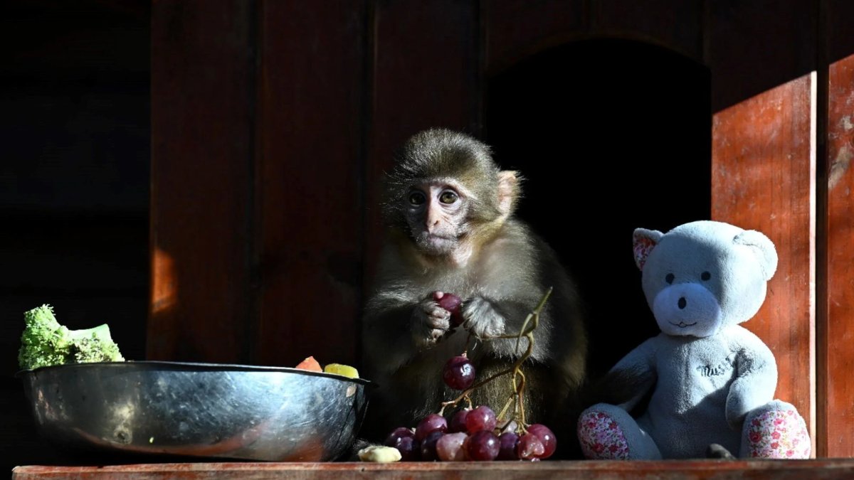 'Fıstık', doğal yaşam parkının yeni maskotu oldu