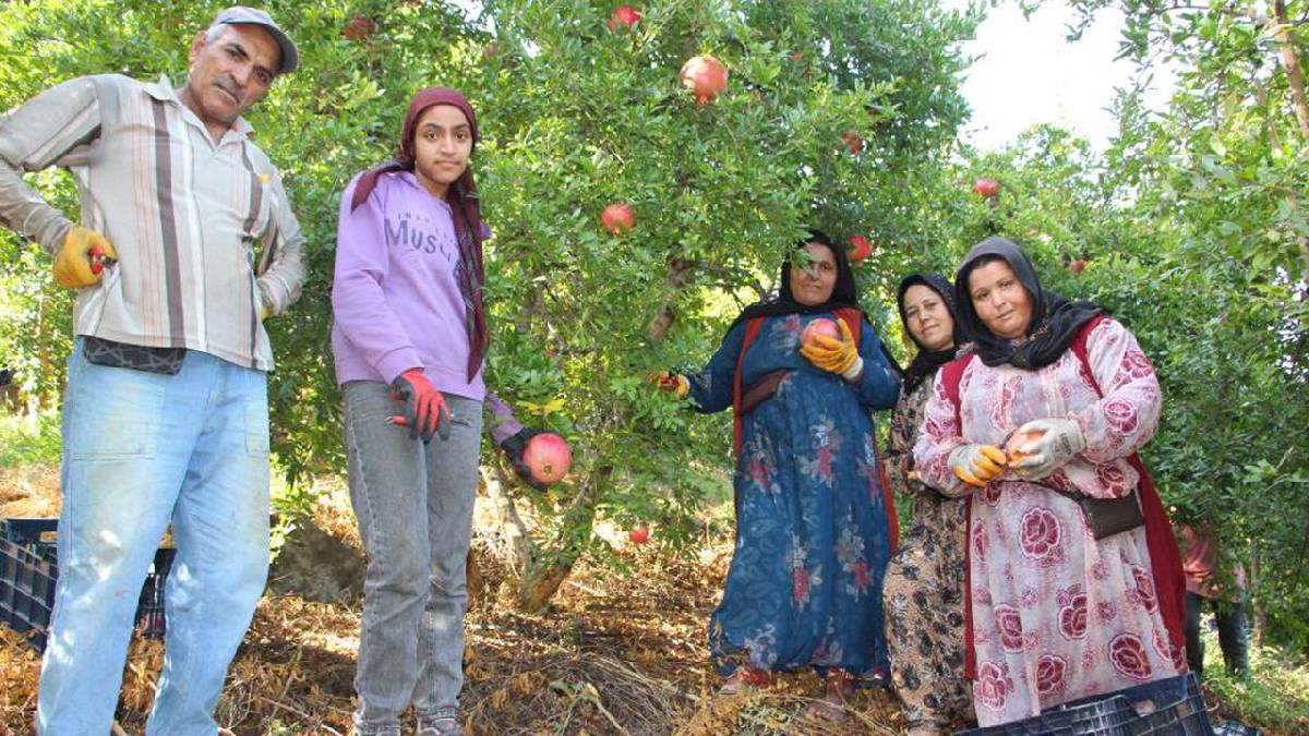 Üreticinin en önemli geçim kaynağı! Almanya ve Rusya tonlarca götürüyor! En güzeli Adıyaman’da yetişiyor