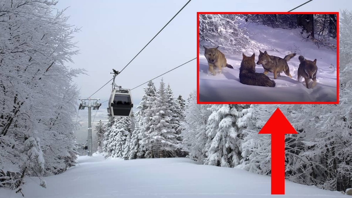Uludağ'a gidecekler dikkat, sürü halinde geziyorlar! Fotokapanla görüntülendi, resmen asalet akıyor