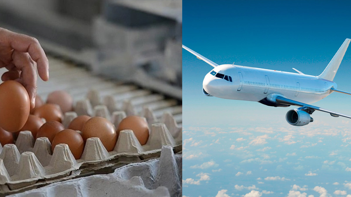 Fiyatı en çok artan ürün yumurta, en fazla azalan hava yolu taşımacılığı...
