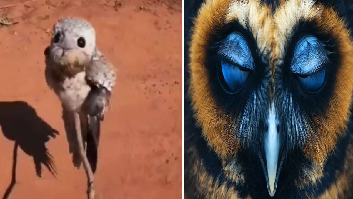 Kıyamet baykuşu görüldü! Suudi Arabistan'da ortaya çıkan gizemli kuş, felaket alameti mi?