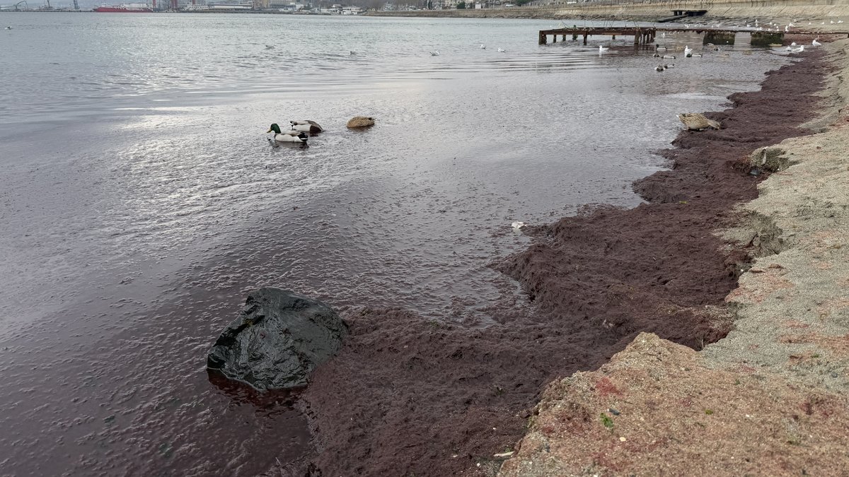Tekirdağ'daki kırmızı yosunlar ne anlama geliyor?
