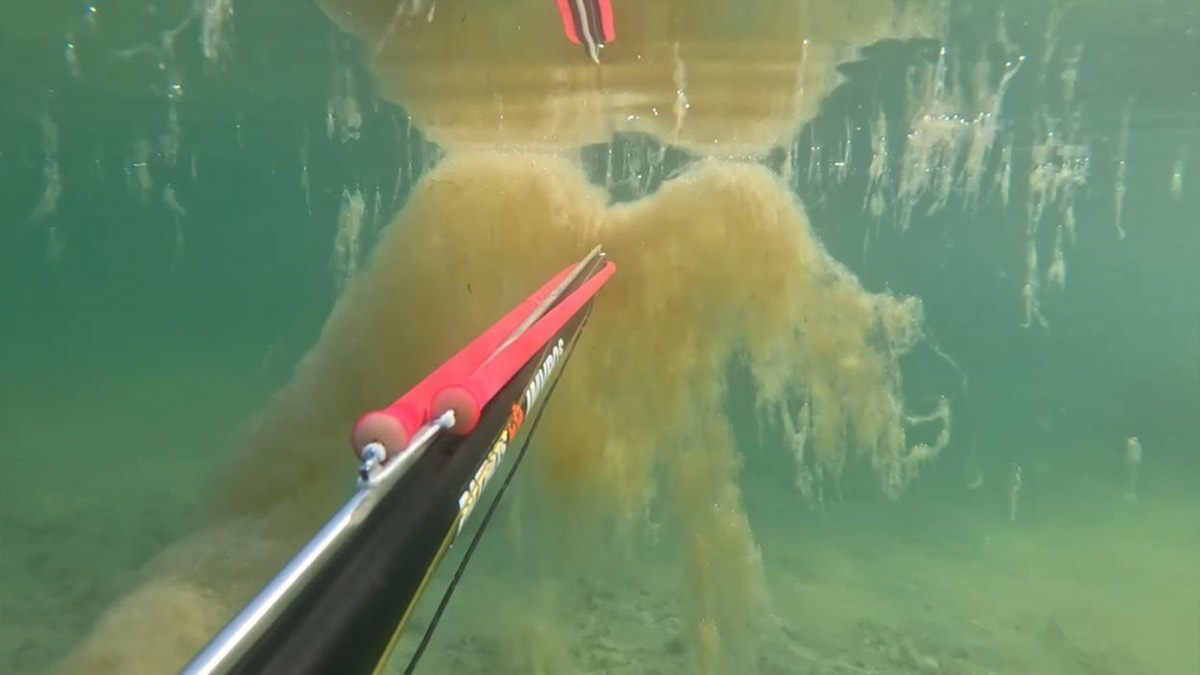 Büyükçekmece’de denizin dibinde korkutan müsilaj manzarası kamerada... 'Daha önce karşılaştığımız manzaraya benziyor'