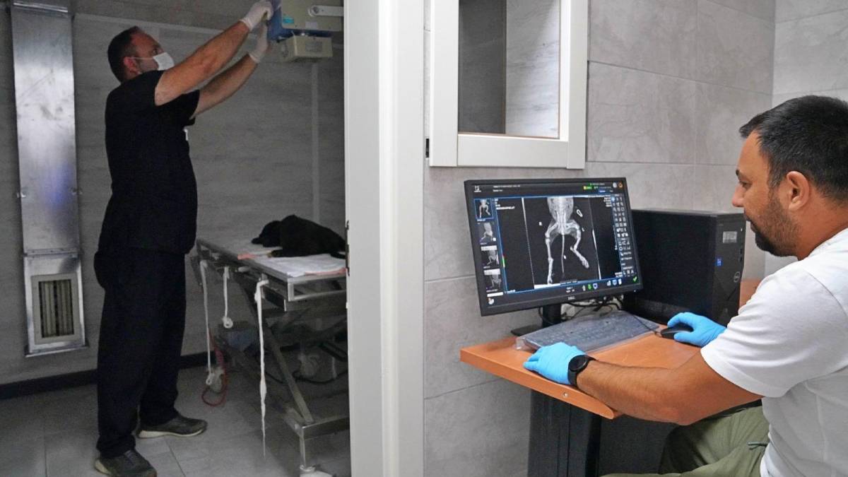 25 bin hayvan kısırlaştırıldı, bin 200’ü sıcak yuvaya kavuştu