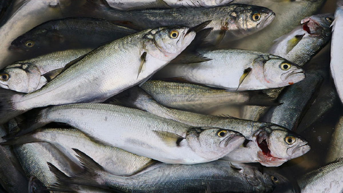 Marmara'da hayal kırıklığı: Deniz soğumadı, beklenen lüfer akını olmadı