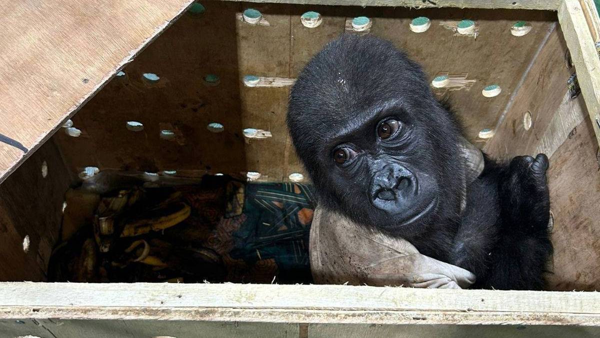 İstanbul Havalimanı'nda ele geçirilmişti: Goril yavrusuna isim aranıyor