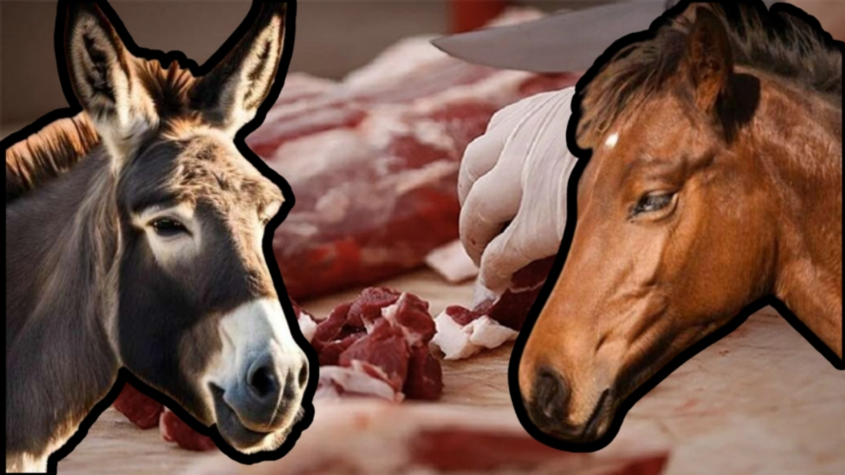 Skandalın böylesi! 2025'e at ve eşek etiyle başladılar: Bakanlık yeni listeyle tek tek ifşa etti