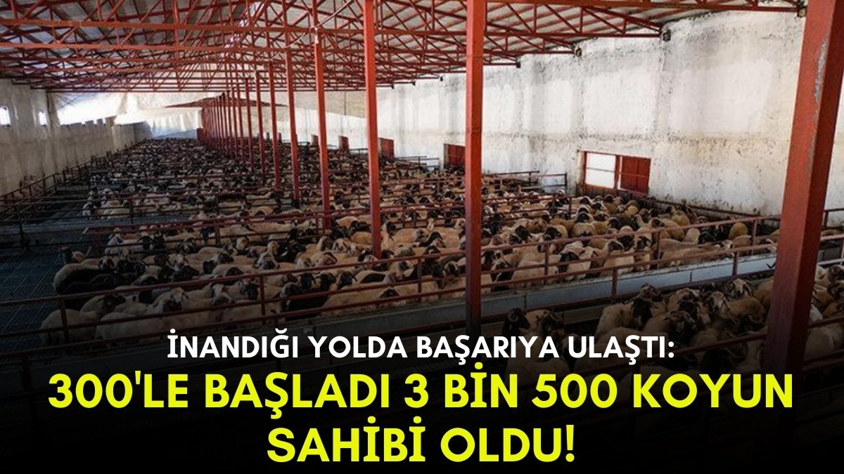 Herkesin hayal ettiğini o başardı! 300'le başladı tam 3 bin 500 koyunu oldu