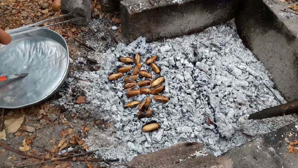 Kestanenin kilosu 200 TL’ye dayandı adı ‘Lüks’ oldu! 35 TL’yi duyan ise buna yöneldi: İşte kestanenin yeni alternatifi