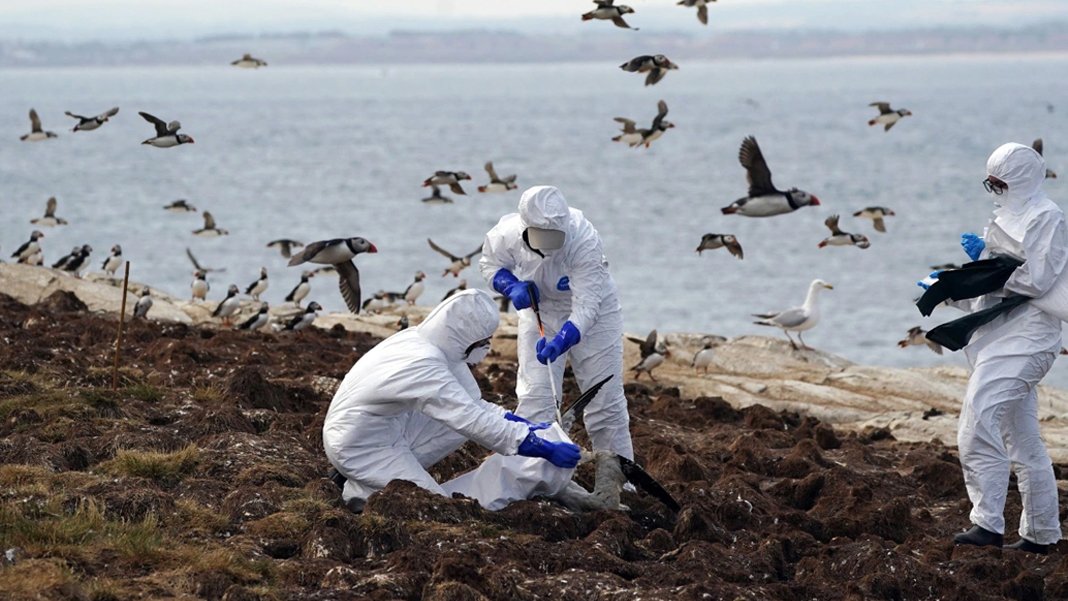 Dünya alarma geçti: Kuş gribine bağlı ilk insan ölümü