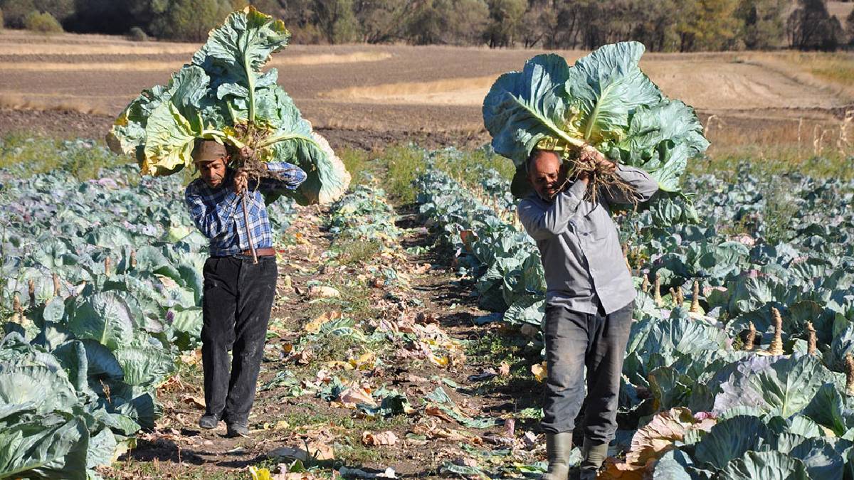 Türkiye’nin her yerinde yetişiyor, kış aylarının yok satıyor! Doktorların doğal ilacı, tezgahta bir tane kalmıyor!