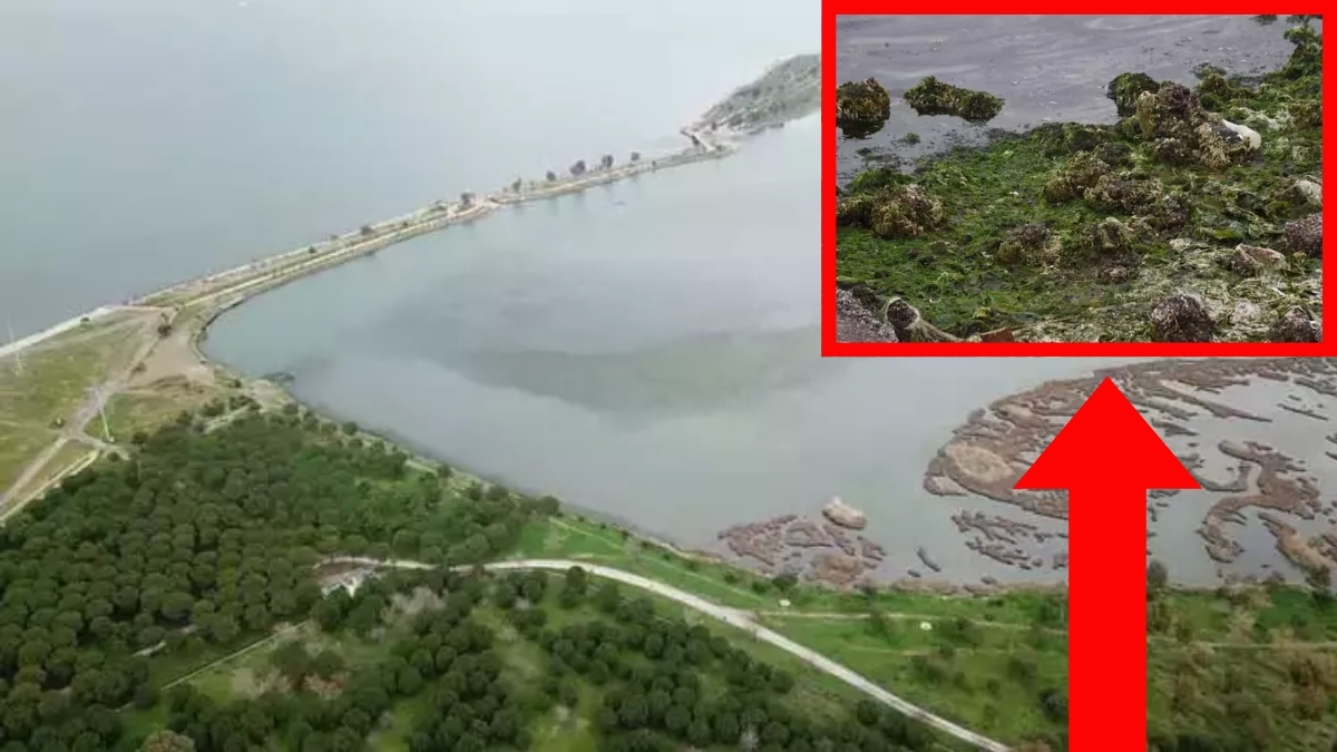 Bir anda denizi kapladı! Bu kez ne müsilaj, ne ölü balıklar, uzmanlar uyardı: 'Asla görülmemesi gereken bir şey'