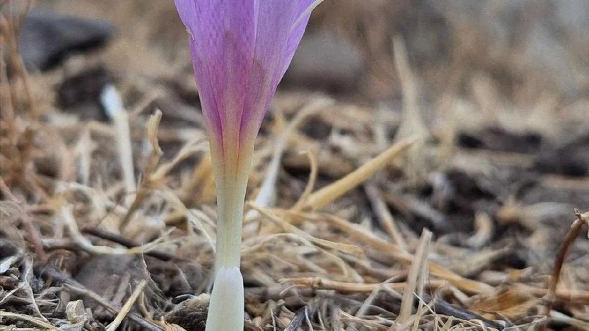 Tüm dünya gözünü o ilimize dikecek! Dünyada sadece burada yetişiyor: Henüz yeni keşfedildi
