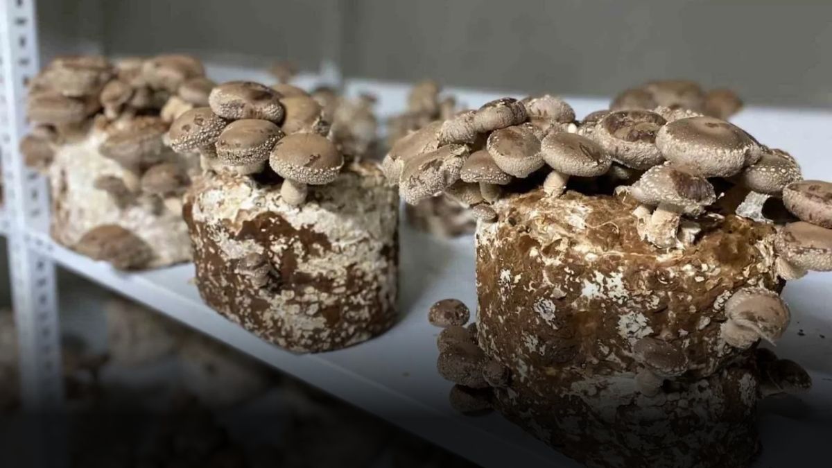 Üretimi kolay getirisi çok fazla! O kentin yeni geçim kapısı: Pazarda gören alıyor, yurt dışından talep yağıyor