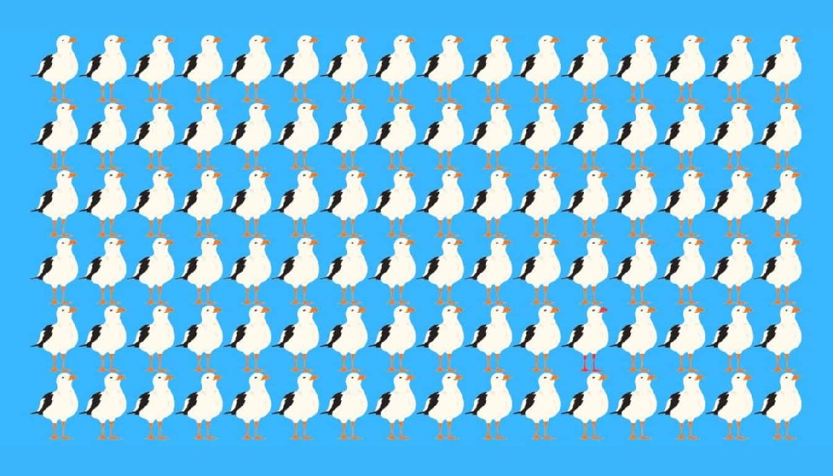 Şahin gözünüzün olup olmadığını öğrenin: Sadece 17 saniyede farklı martıyı bulun!