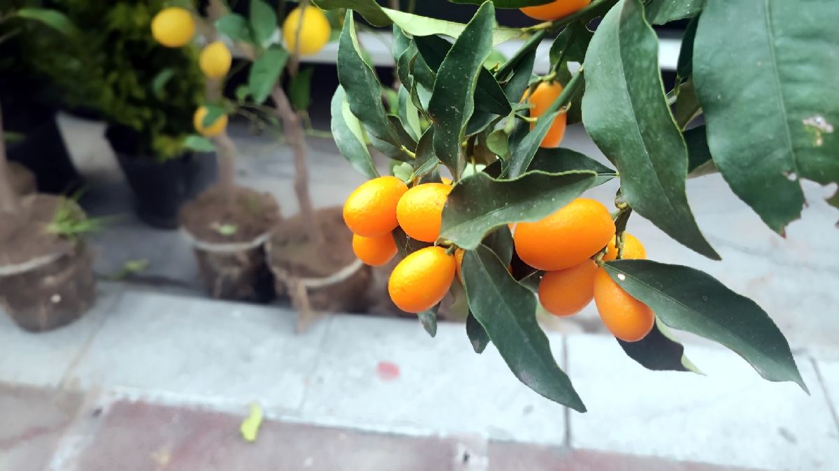 Ne tarla ne de bahçe! Balkonu olan yetiştiriyor, kilosu 200 liradan kapış kapış satılıyor