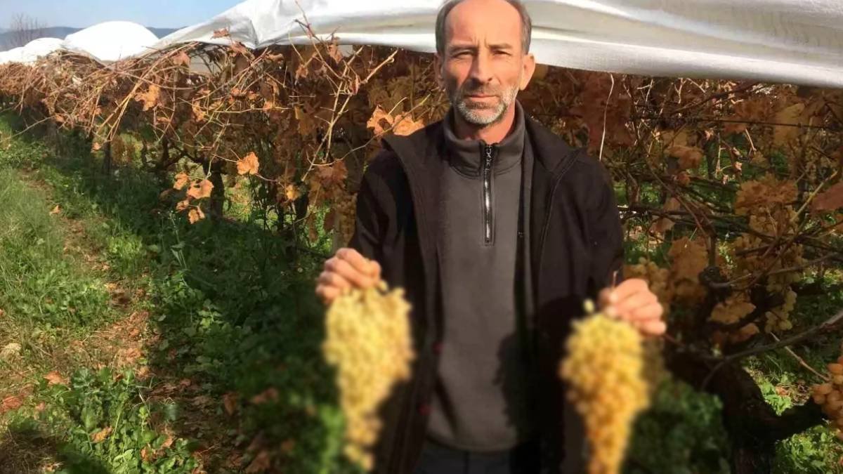 Antik Dönem’den geldi en çok yetiştirilen oldu! İşçiler yağmur, çamur demeden dalından kesiyor! Taleplere yetişilmiyor