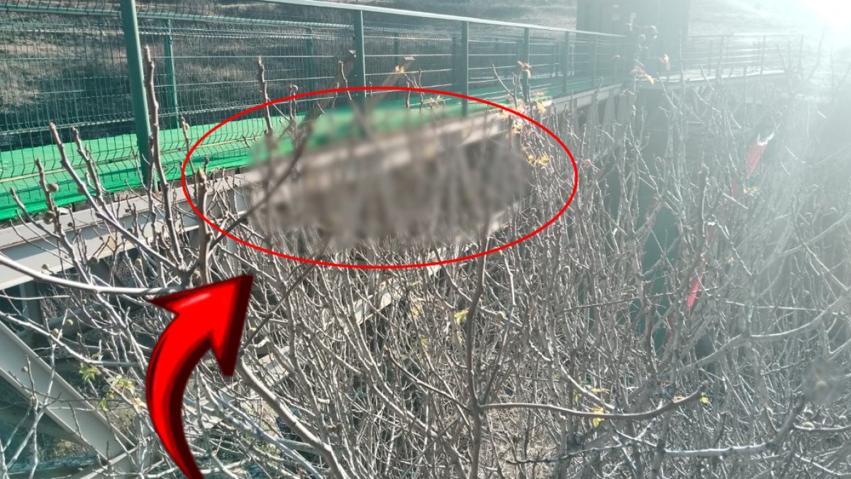 Kıyamet alameti dedirten görüntü! Bahçesine çıkan adam şaşkına döndü: Ocak ayında olacak şey değil