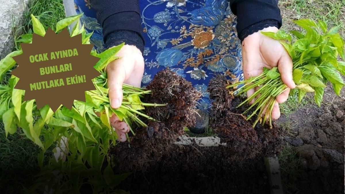Ocak ayında bunları ekin, bahçenizi kışın da canlı tutun! İşte Ocak ayının tohum ve fidanları