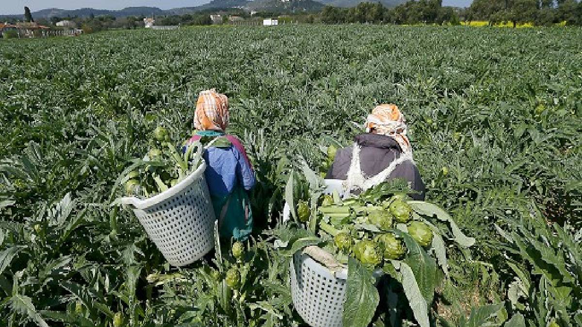 Coğrafi işaretiyle nispet yaptı, en lezzetlisi Urla’da yetişti! Hasadı 1 ay gecikti: İstanbul, Ankara almak için sıra bekliyor