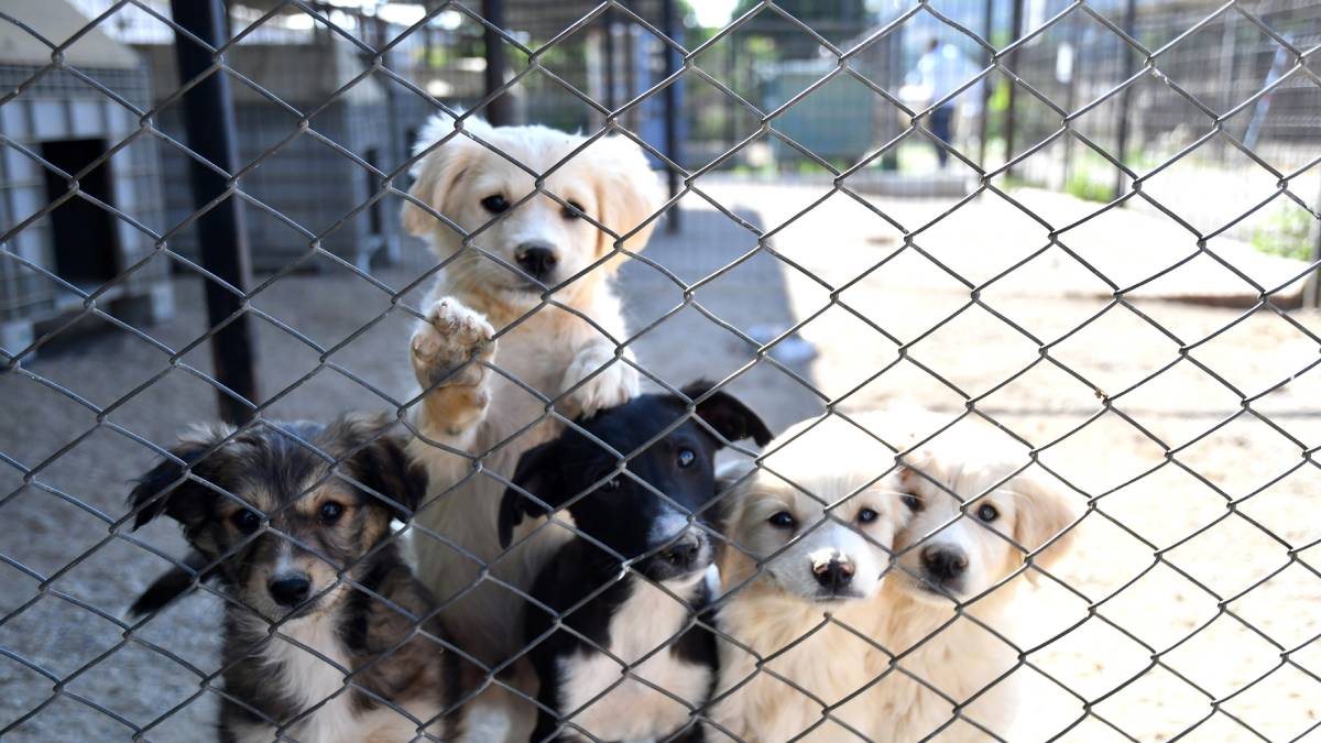 Karabağlar Belediyesi’nden sokak hayvanlarına modern hizmet