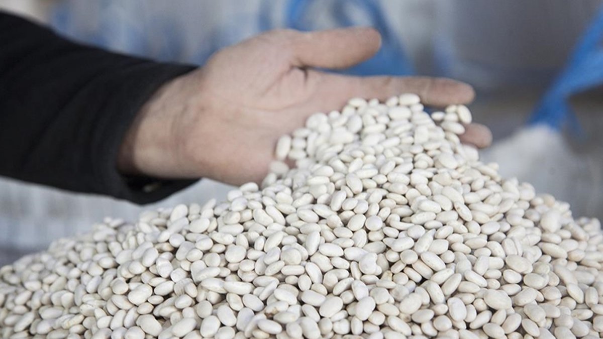Erzincan'da 2 çeşit kuru fasulye geliştirildi