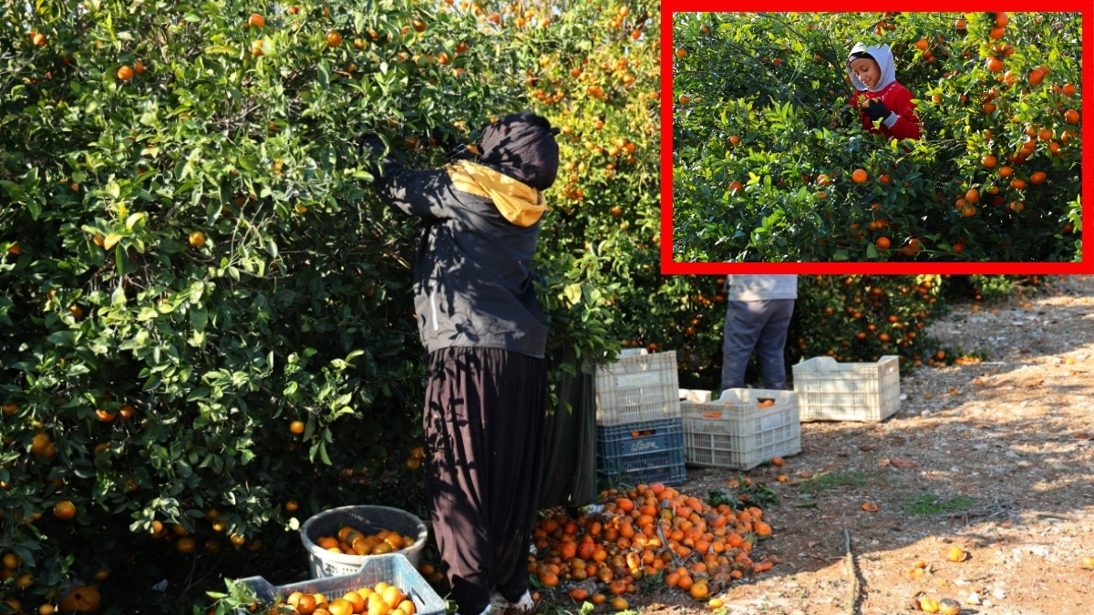 Bu yıl rekolte az fiyatı ise çok! 4 aylık aralıksız hasat: Dalında 17 liradan satılıyor