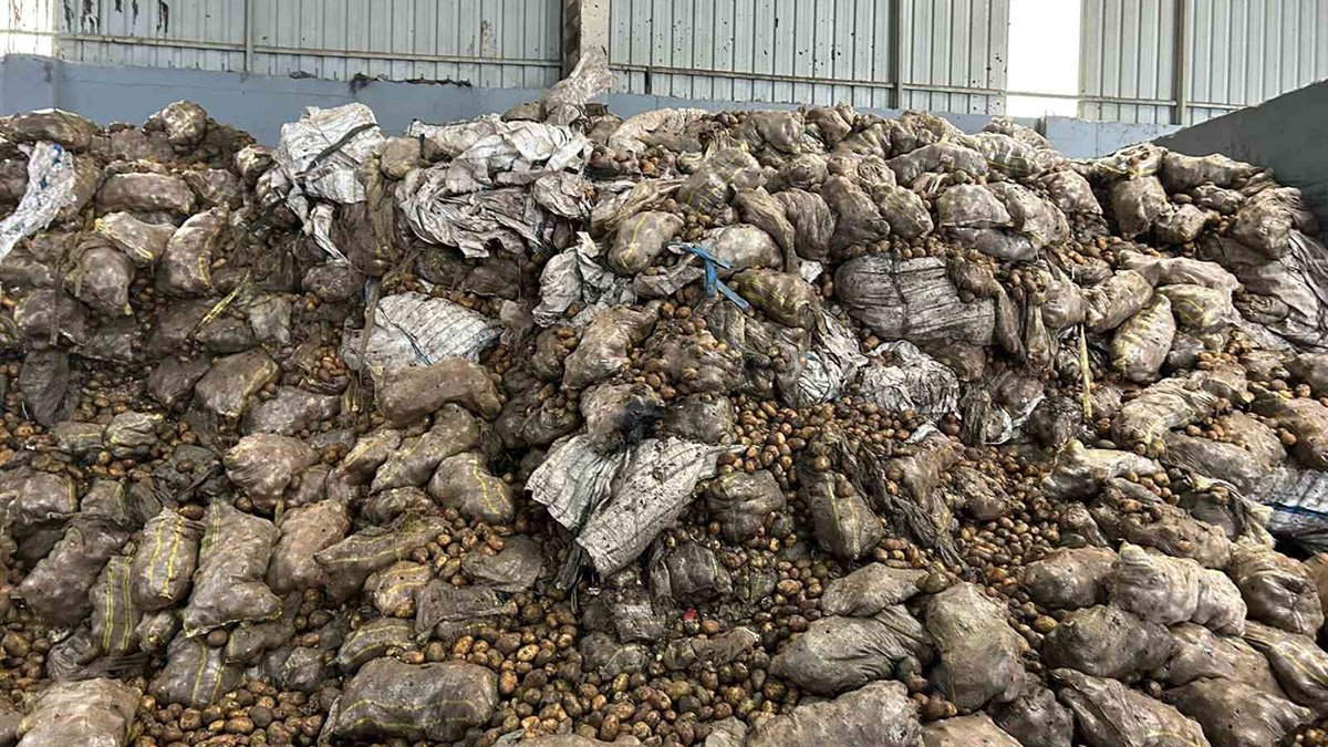 Hepsinde hastalık tespit edildi! Tunus'un iade ettiği patatesler Mersin'de imha ediliyor