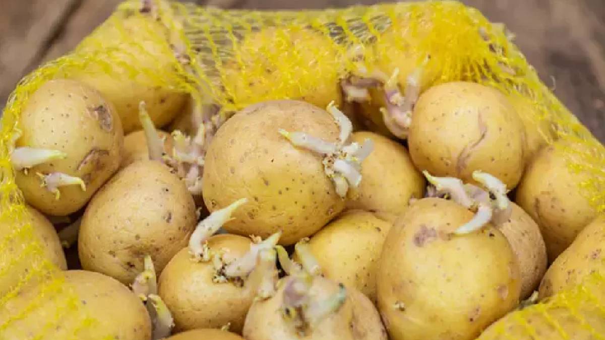Patatesi yıllardır yanlış saklıyormuşuz! Bu şekilde saklayan bir tane bile filiz göremez!