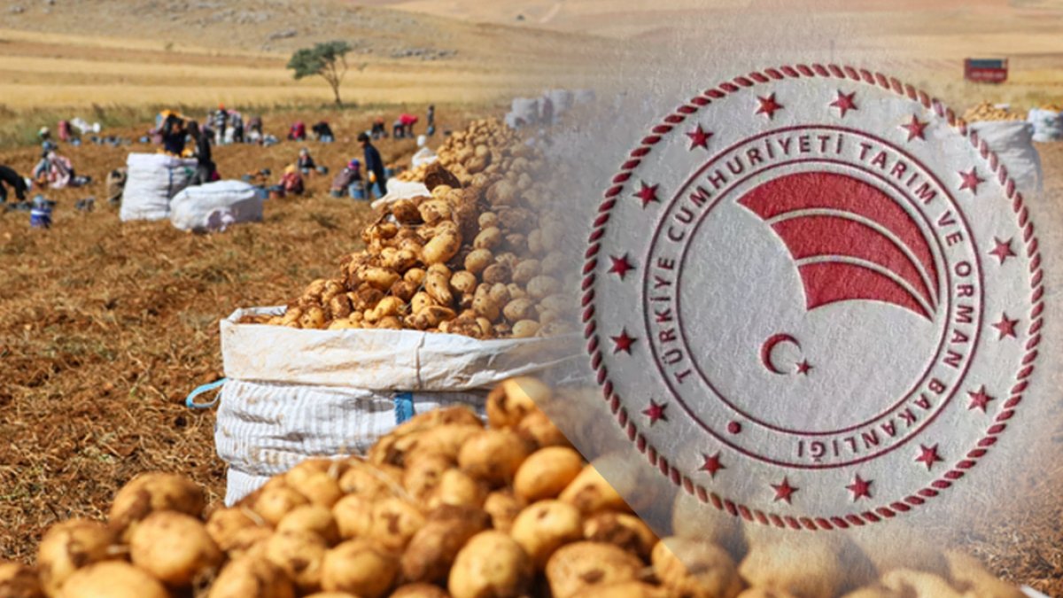 Marketten patates alırken dikkat! Tarım Bakanlığı o görüntüleri ilk kez yayınladı