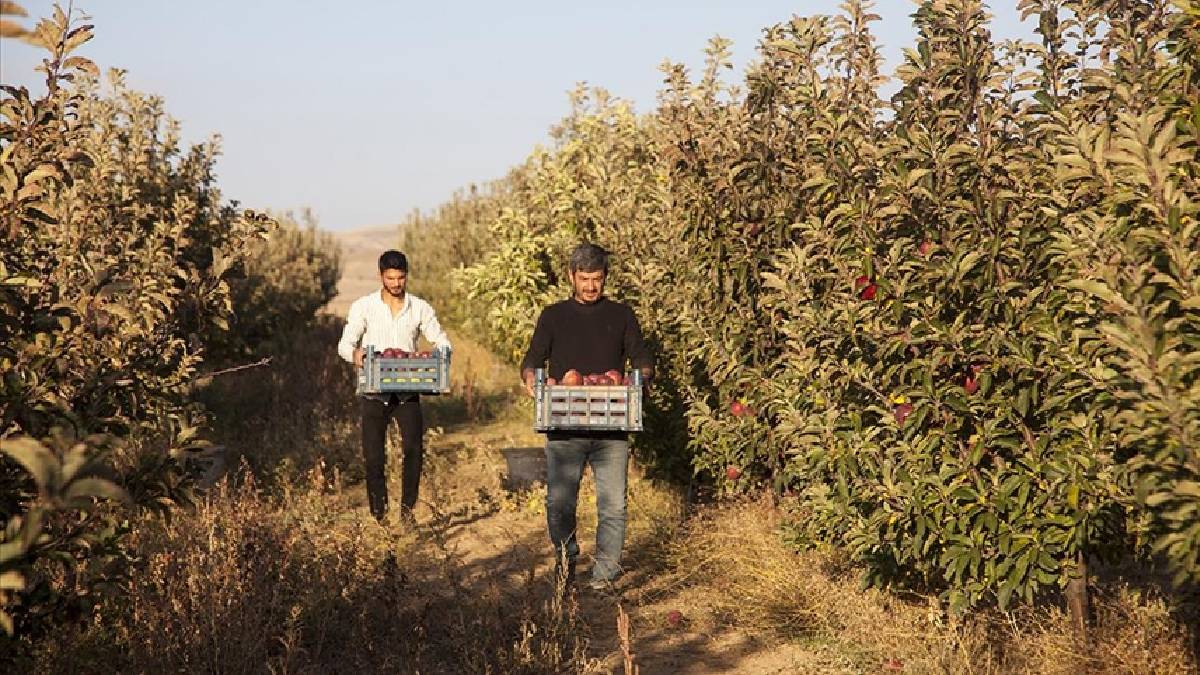 Masrafı az kazancı yüksek! Herkes bahçesini donatacak! 6 yılda 200 ton ürüne ulaştı