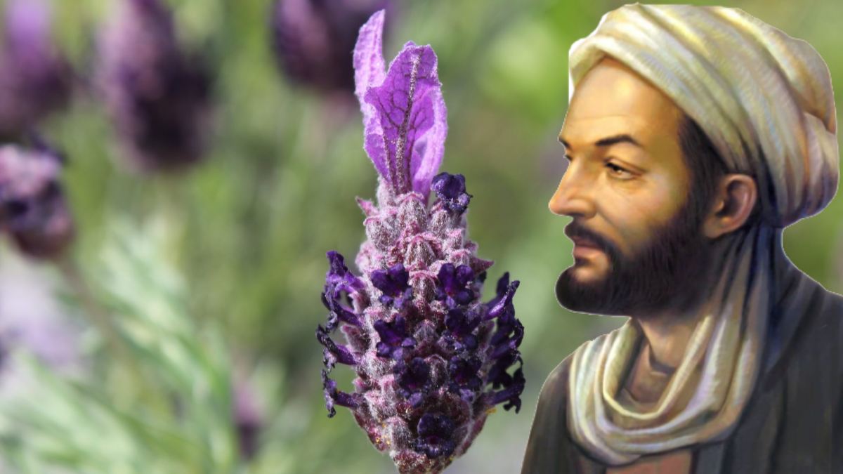 Beyin süpürgesi deniliyor, hücreleri yeniliyor! İbn-i Sina’nın reçetesi, karabaş otu olarak da biliniyor